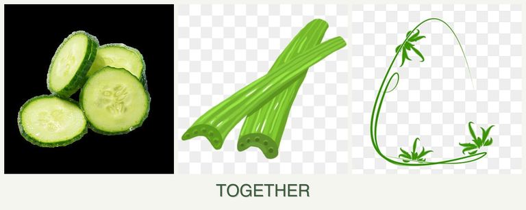 Can you plant cucumbers, celery and tarragon together?