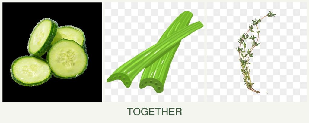 Can you plant cucumbers, celery and thyme together?