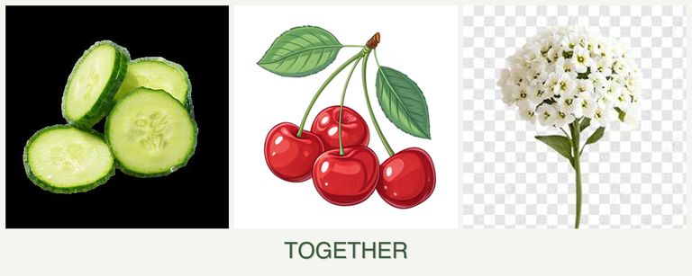 Can you plant cucumbers, cherries and alyssum together?