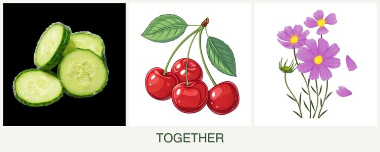 Can you plant cucumbers, cherries and cosmos together?