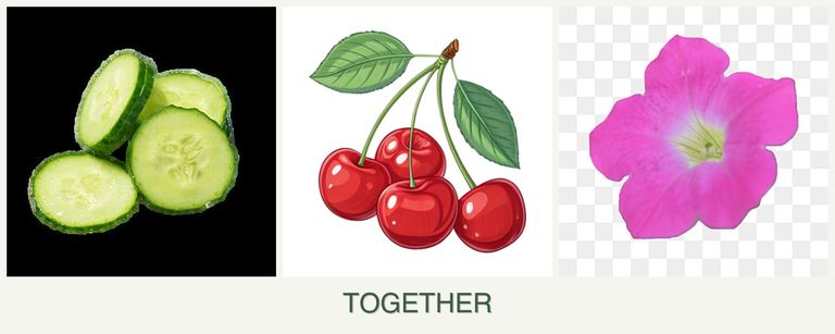 Can you plant cucumbers, cherries and petunias together?