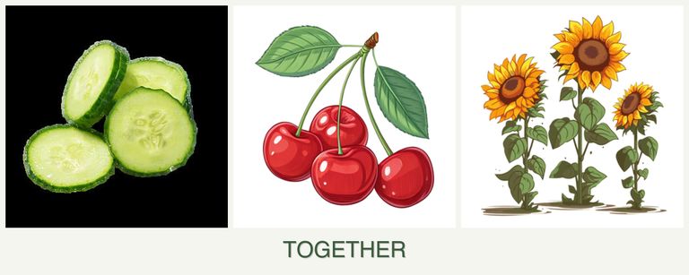 Can you plant cucumbers, cherries and sunflowers together?
