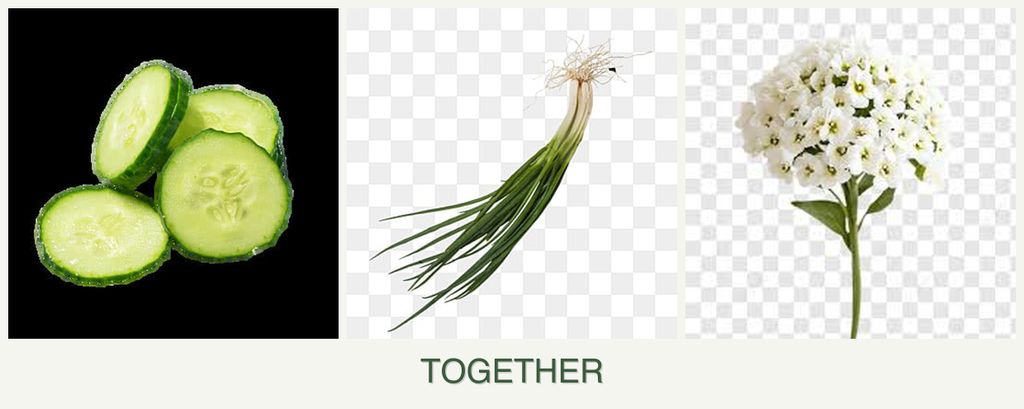 Can you plant cucumbers, chives and alyssum together?