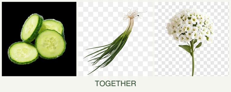 Can you plant cucumbers, chives and alyssum together?
