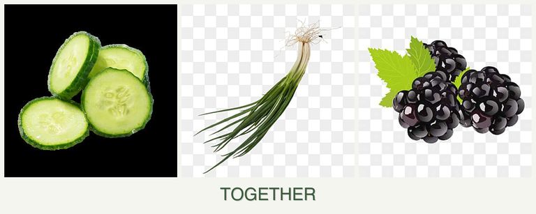 Can you plant cucumbers, chives and blackberries together?