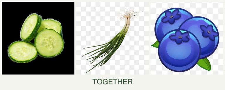 Can you plant cucumbers, chives and blueberries together?