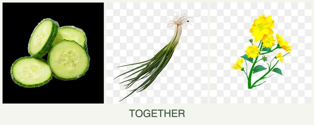 Can you plant cucumbers, chives and calendula together?