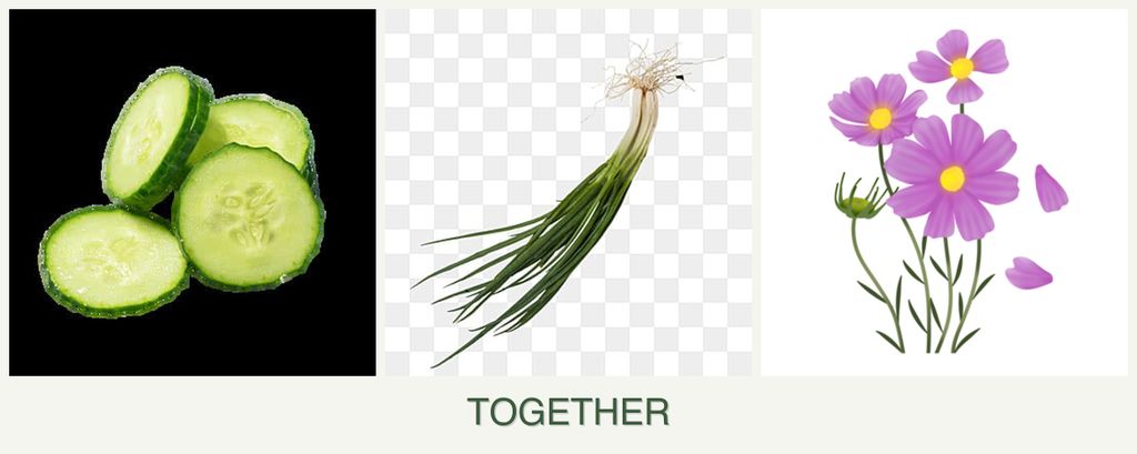Can you plant cucumbers, chives and cosmos together?