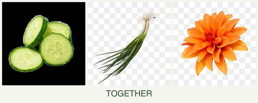 Can you plant cucumbers, chives and dahlias together?