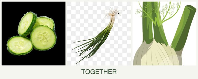 Can you plant cucumbers, chives and fennel together?