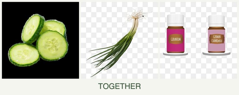 Can you plant cucumbers, chives and geraniums together?