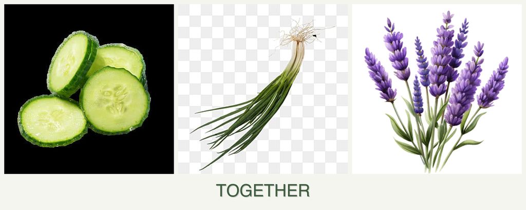 Can you plant cucumbers, chives and lavender together?