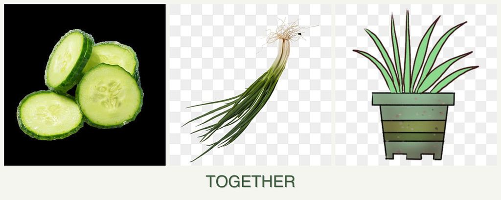 Can you plant cucumbers, chives and lemongrass together?
