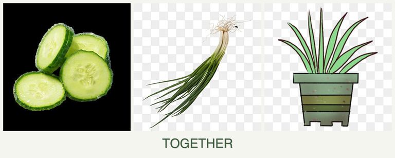 Can you plant cucumbers, chives and lemongrass together?