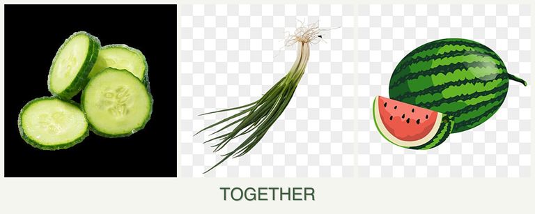 Can you plant cucumbers, chives and melons together?