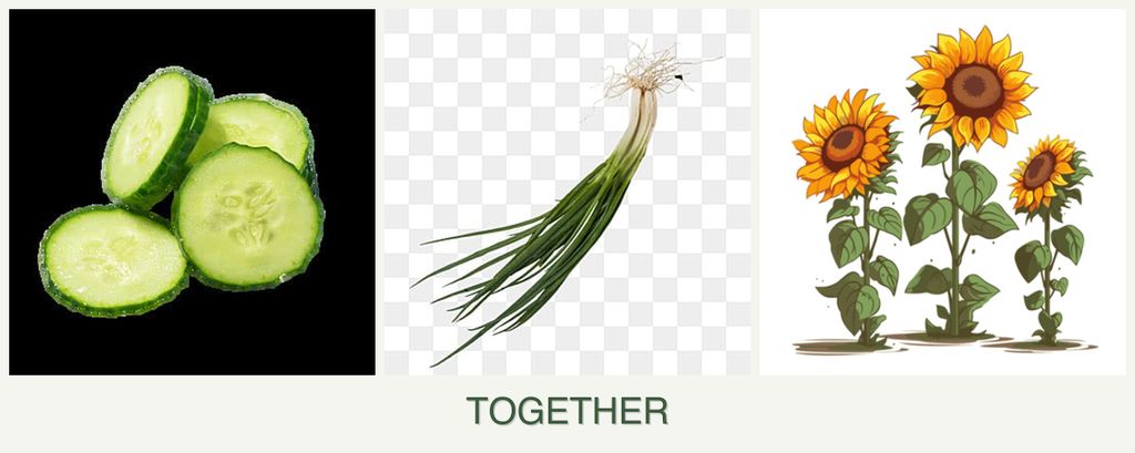 Can you plant cucumbers, chives and sunflowers together?