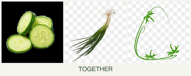 Can you plant cucumbers, chives and tarragon together?