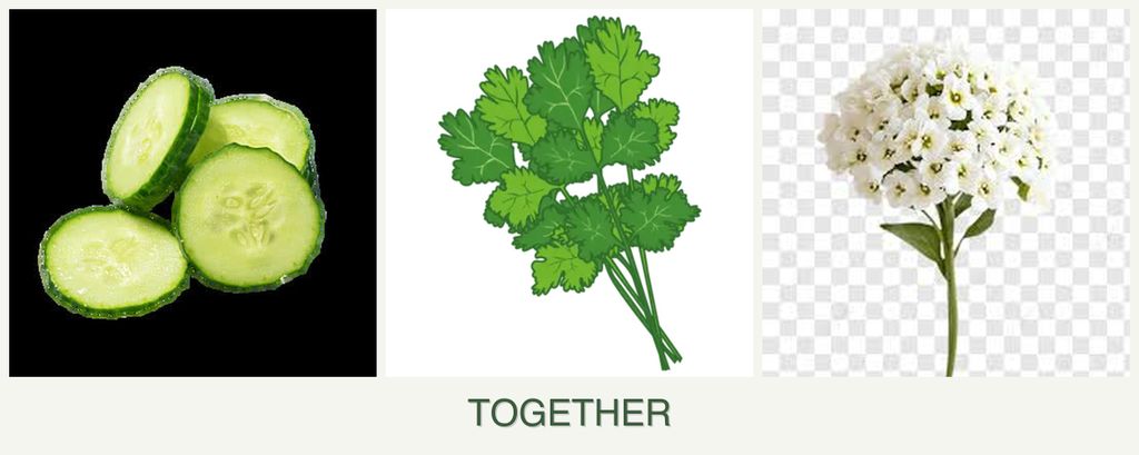 Can you plant cucumbers, cilantro and alyssum together?
