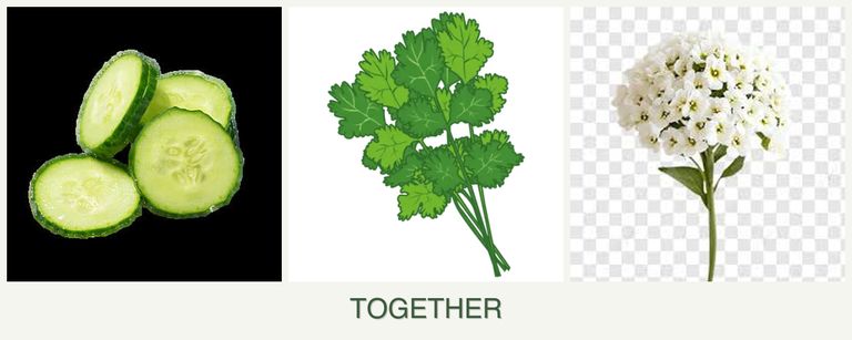 Can you plant cucumbers, cilantro and alyssum together?