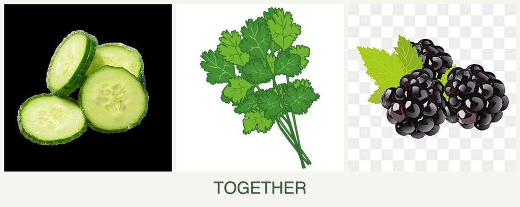 Can you plant cucumbers, cilantro and blackberries together?