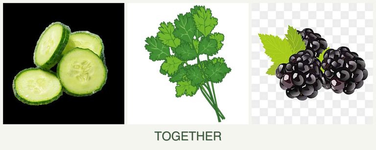 Can you plant cucumbers, cilantro and blackberries together?