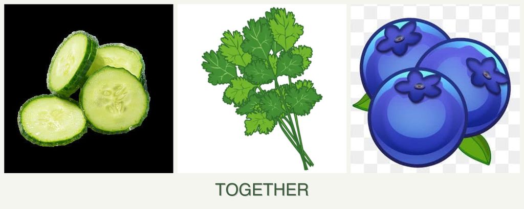 Can you plant cucumbers, cilantro and blueberries together?