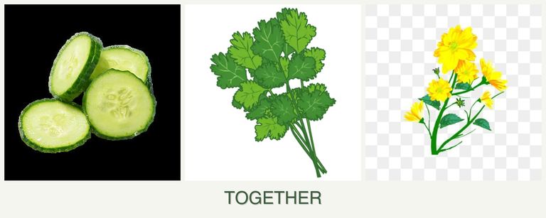 Can you plant cucumbers, cilantro and calendula together?