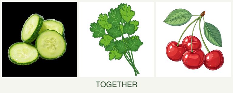 Can you plant cucumbers, cilantro and cherries together?