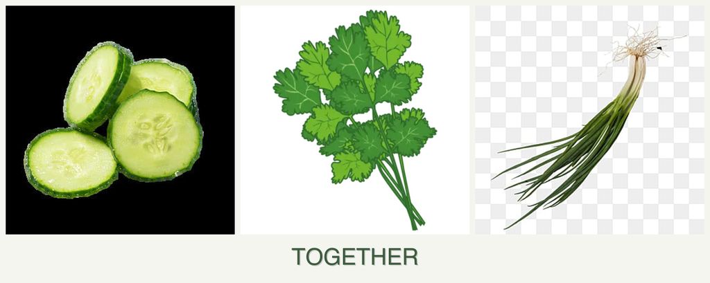 Can you plant cucumbers, cilantro and chives together?