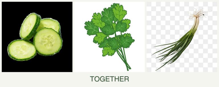 Can you plant cucumbers, cilantro and chives together?