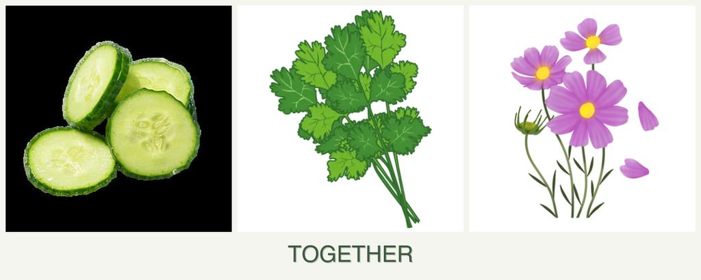 Can you plant cucumbers, cilantro and cosmos together?