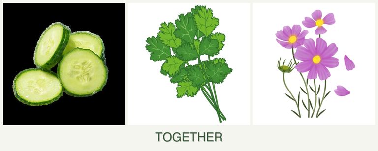 Can you plant cucumbers, cilantro and cosmos together?