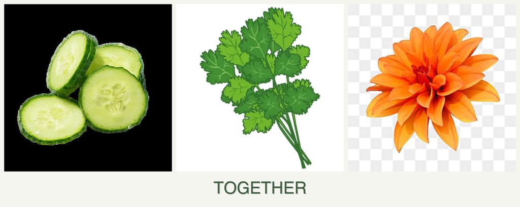 Can you plant cucumbers, cilantro and dahlias together?
