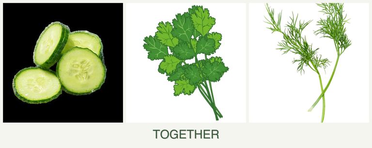 Can you plant cucumbers, cilantro and dill together?