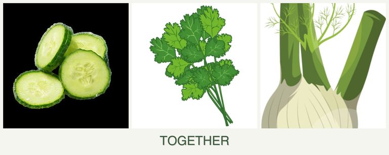 Can you plant cucumbers, cilantro and fennel together?