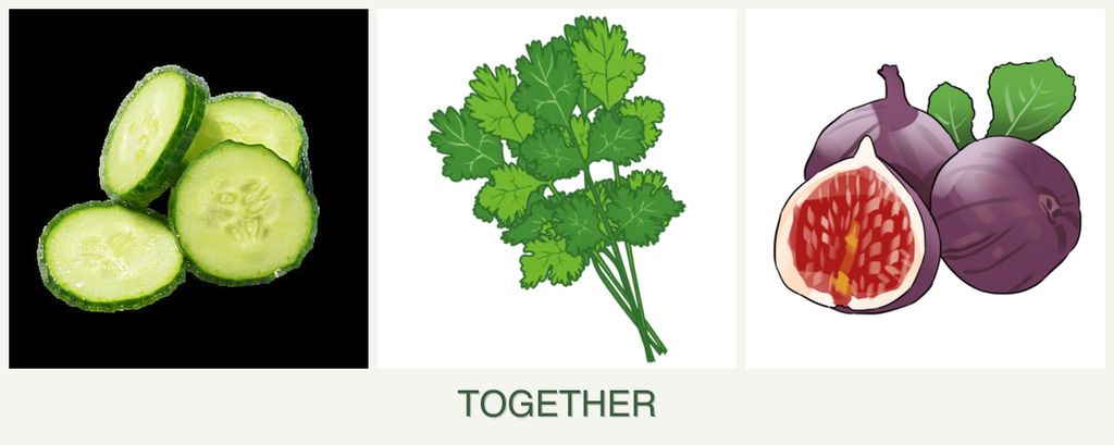 Can you plant cucumbers, cilantro and figs together?