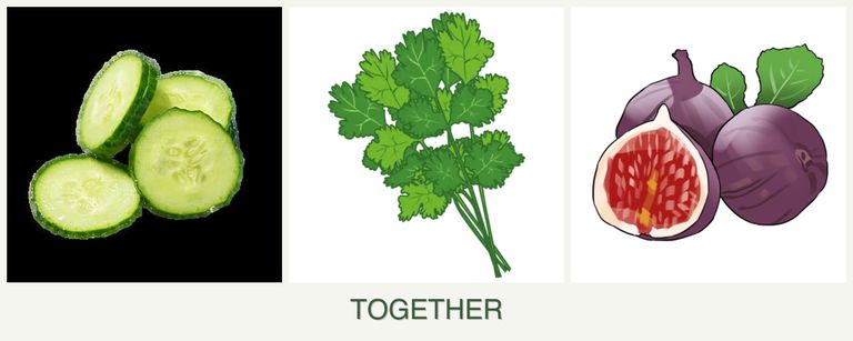 Can you plant cucumbers, cilantro and figs together?