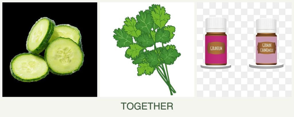 Can you plant cucumbers, cilantro and geraniums together?