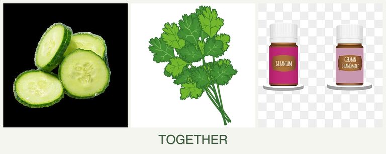 Can you plant cucumbers, cilantro and geraniums together?