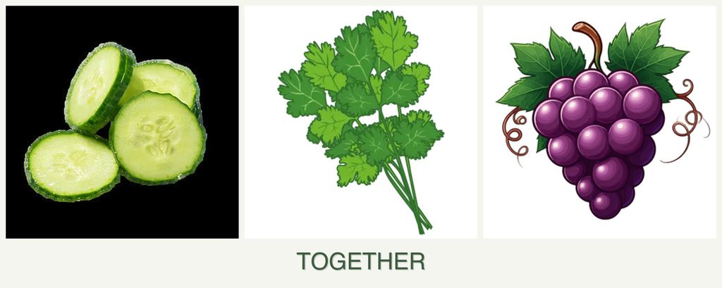 Can you plant cucumbers, cilantro and grapes together?