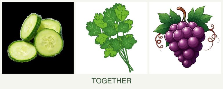 Can you plant cucumbers, cilantro and grapes together?