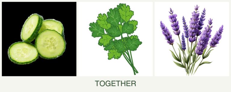 Can you plant cucumbers, cilantro and lavender together?