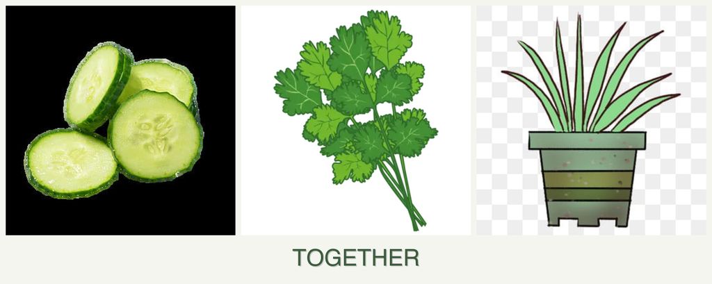 Can you plant cucumbers, cilantro and lemongrass together?