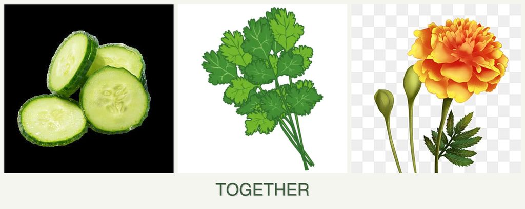 Can you plant cucumbers, cilantro and marigolds together?