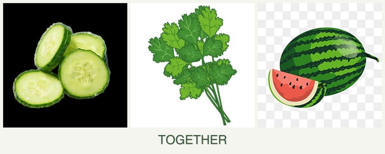 Can you plant cucumbers, cilantro and melons together?