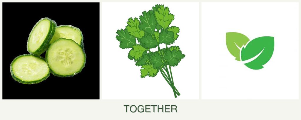 Can you plant cucumbers, cilantro and mint together?