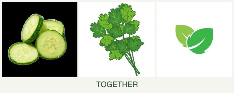 Can you plant cucumbers, cilantro and mint together?