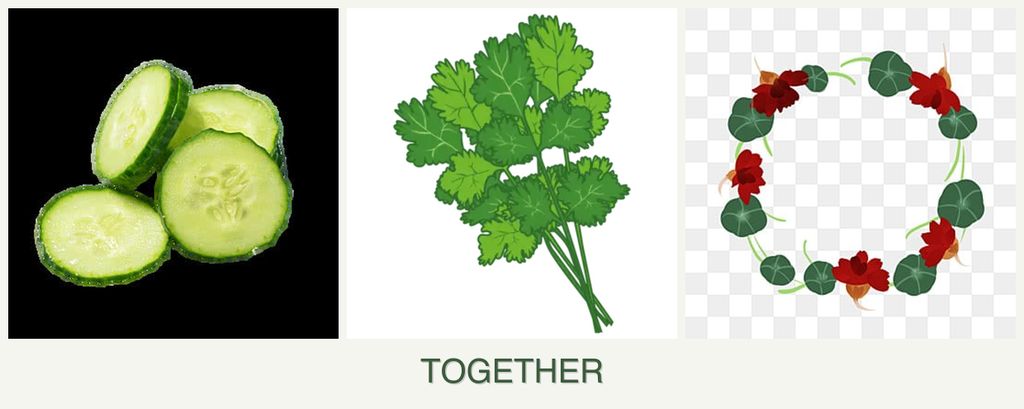 Can you plant cucumbers, cilantro and nasturtiums together?
