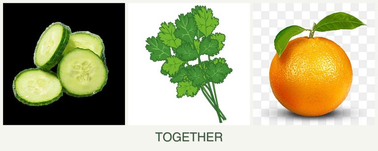 Can you plant cucumbers, cilantro and oranges together?