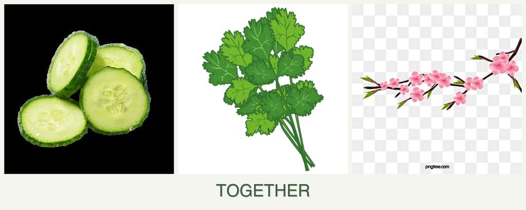 Can you plant cucumbers, cilantro and peaches together?